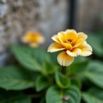 Quelle est la distance idéale entre un mur et un hortensia pour une croissance optimale ?